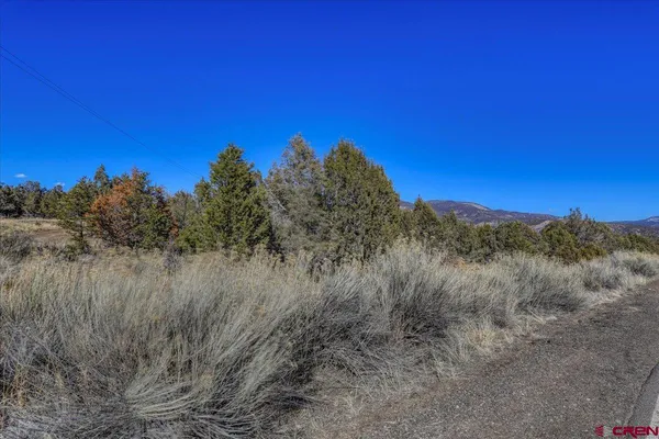 a view of a dry yard with a tree in the background