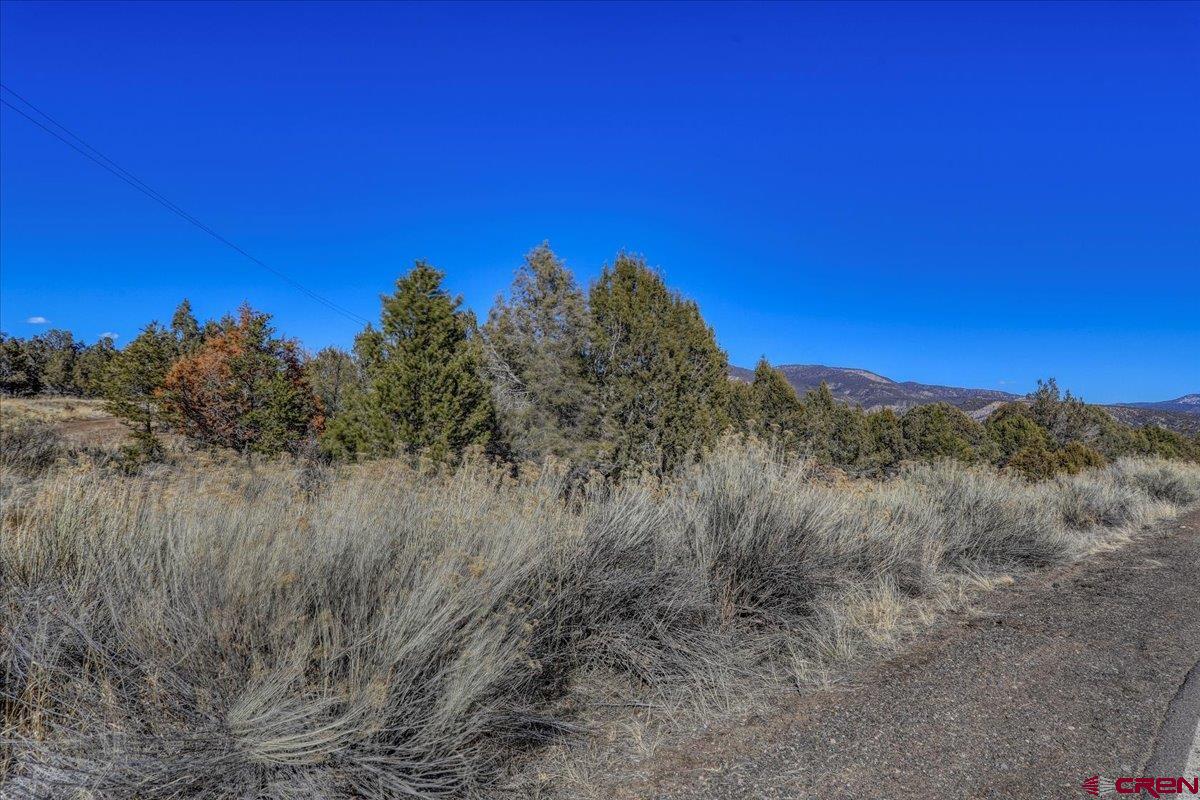 X X Pine Arboles, CO 81121 - Photo 3 of 19 a view of a dry yard with a tree in the background