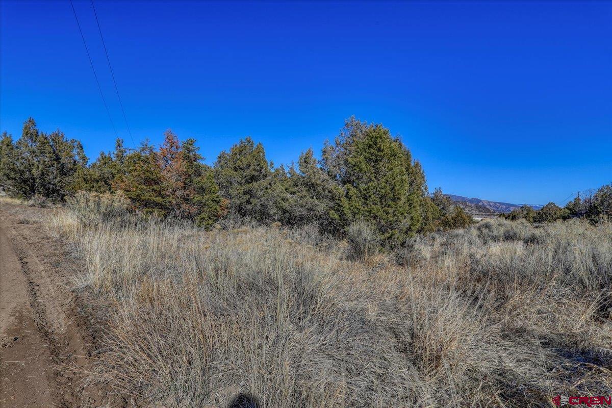 X X Pine Arboles, CO 81121 - Photo 5 of 19 a view of a dry yard with a tree