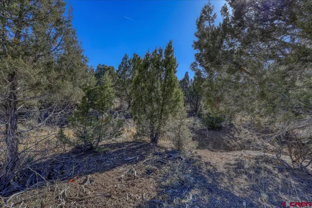 a view of a forest with trees in the background
