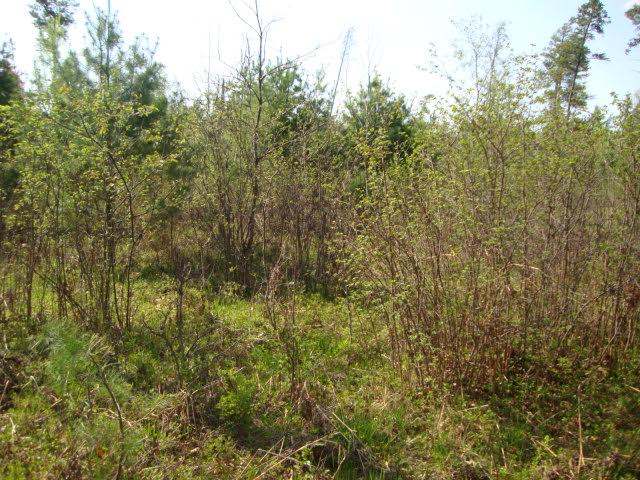 10820 North Townline Road Woodruff, WI 54568 - Photo 6 of 8 Gallery Image 6