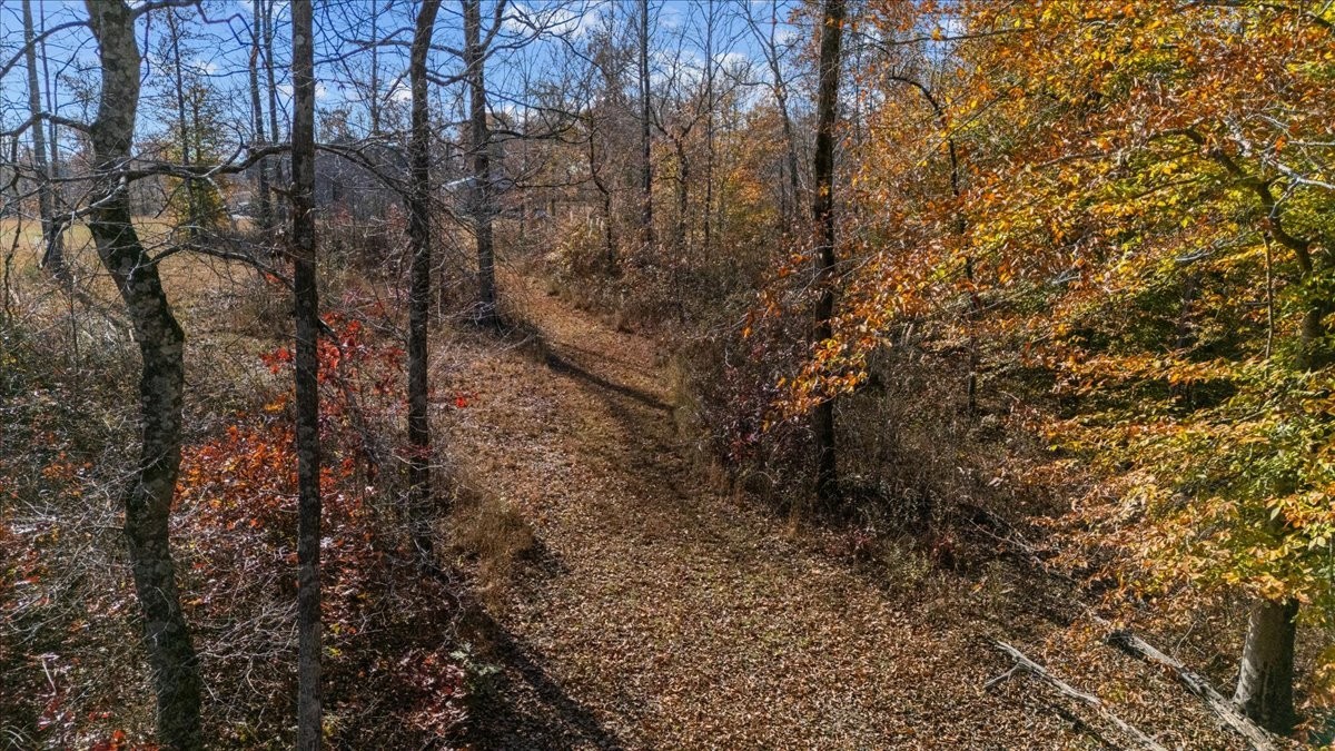 120 Fiser Road Waverly, TN 37185 - Photo 33 of 46 a view of a forest with trees in front of it