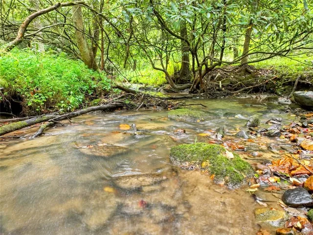 a view of a yard with plants and large trees