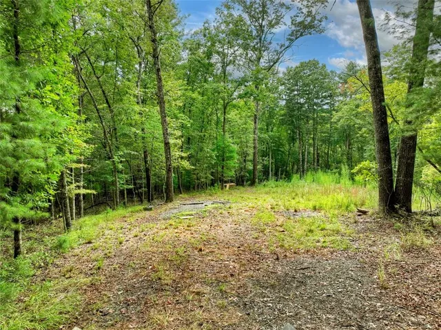 a green field with lots of bushes