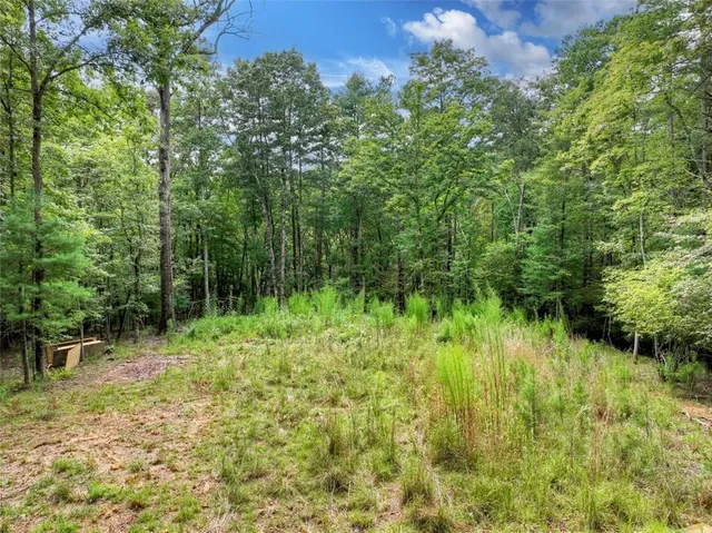 a view of a lush green forest