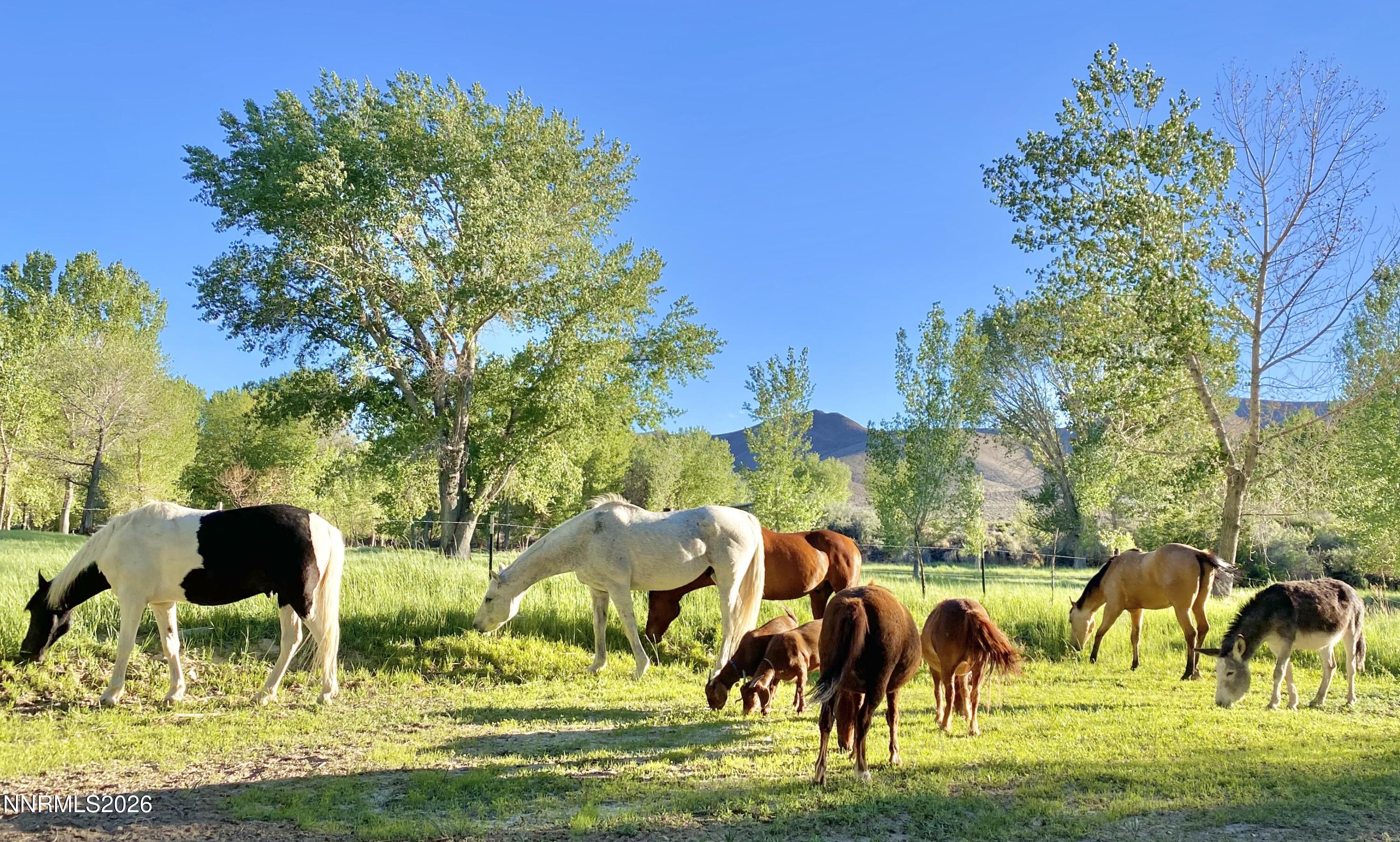 156 East Walker Road Yerington, NV 89447 - Photo 46 of 47 IMG_0261
