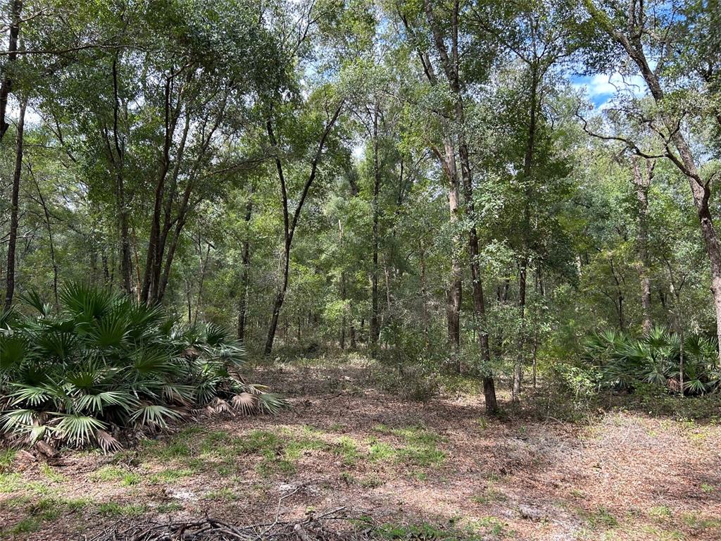 8232 Swan Lake Road Melrose, FL 32666 - Photo 17 of 30