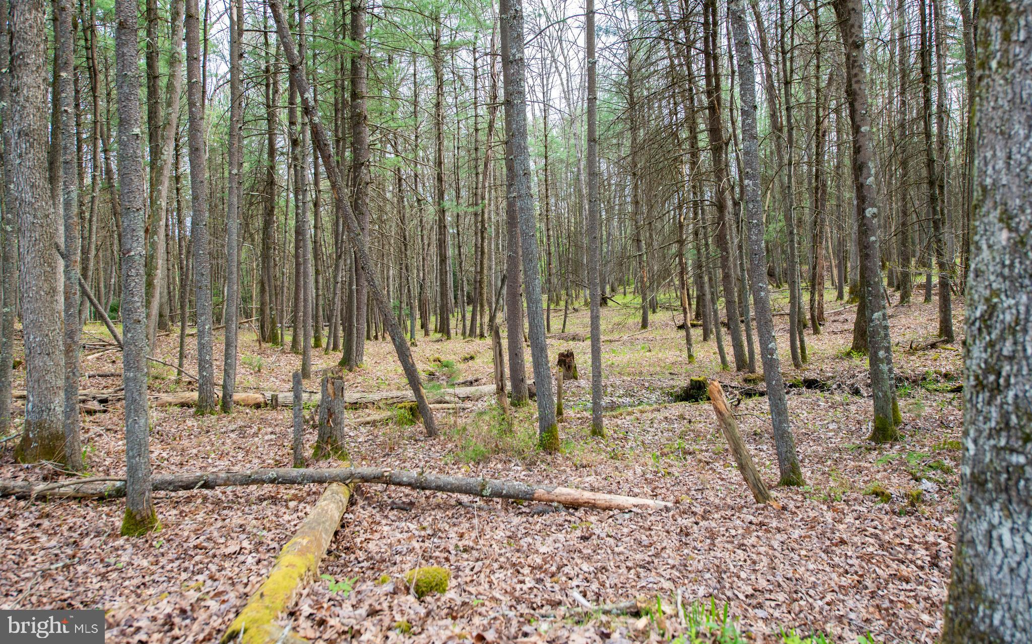 220 Gillens Road Mill Hall, PA 17751 - Photo 23 of 37 a view of a backyard with potted plants