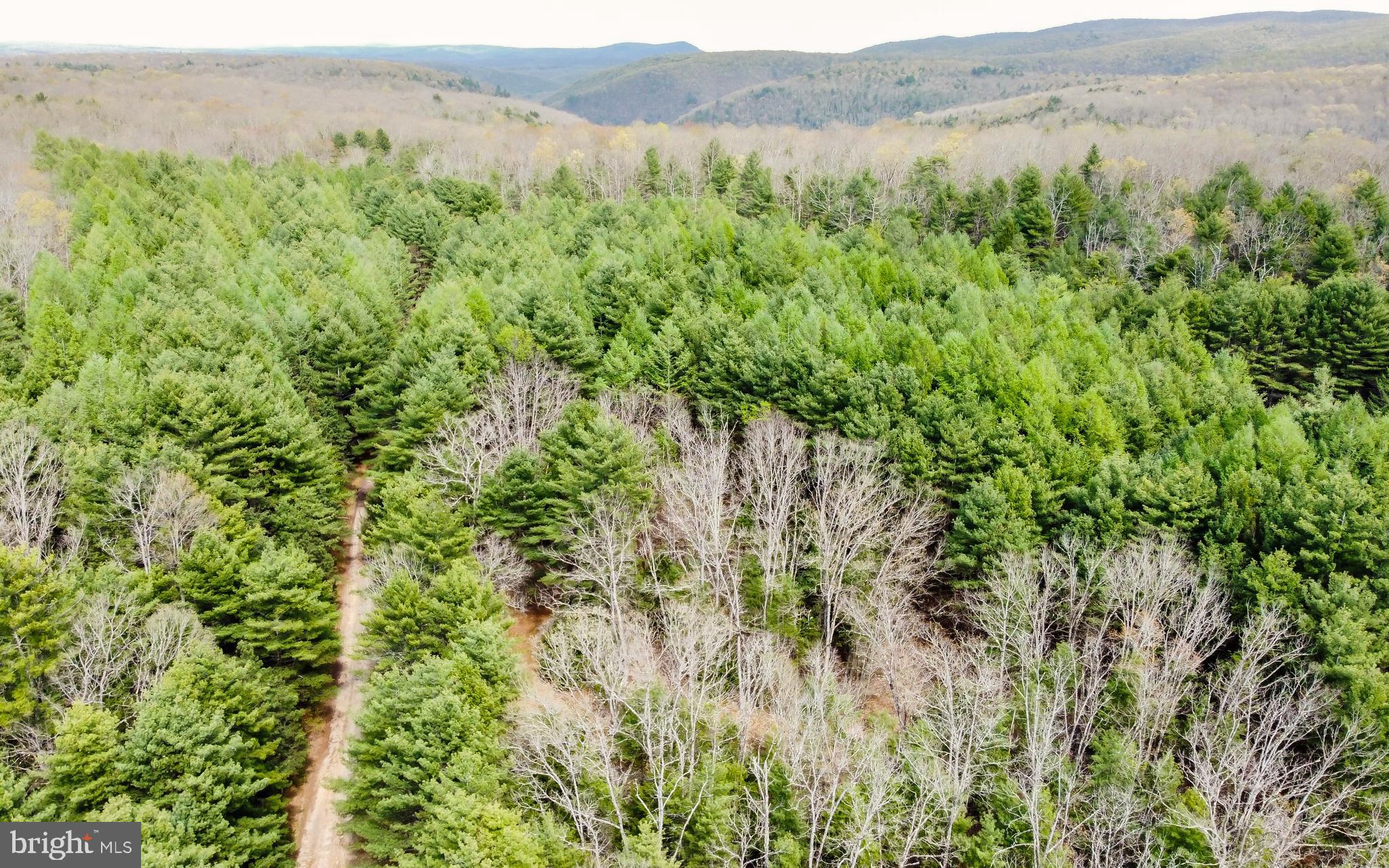 220 Gillens Road Mill Hall, PA 17751 - Photo 32 of 37 a view of a lush green forest with lush green forest
