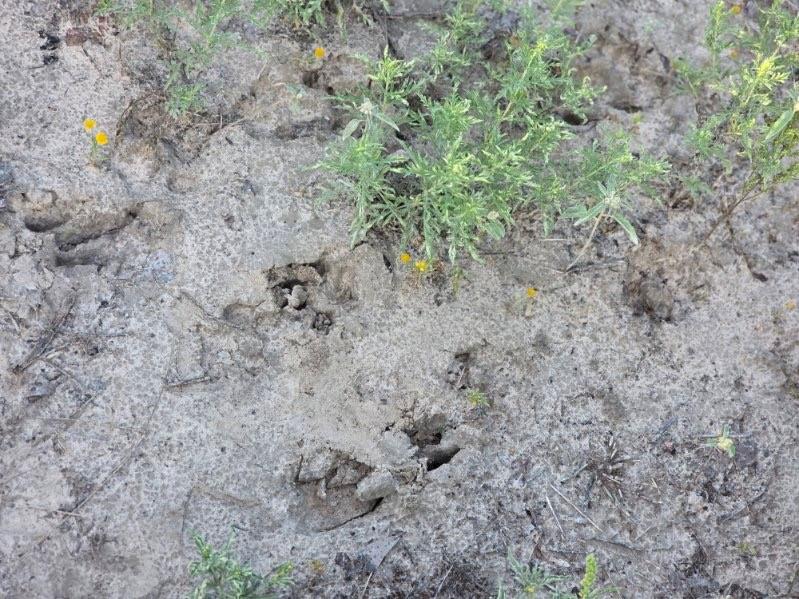 1200 East Rabbit Cove Road West Tawakoni, TX 75474 - Photo 10 of 23 a view of a field with lots of trees