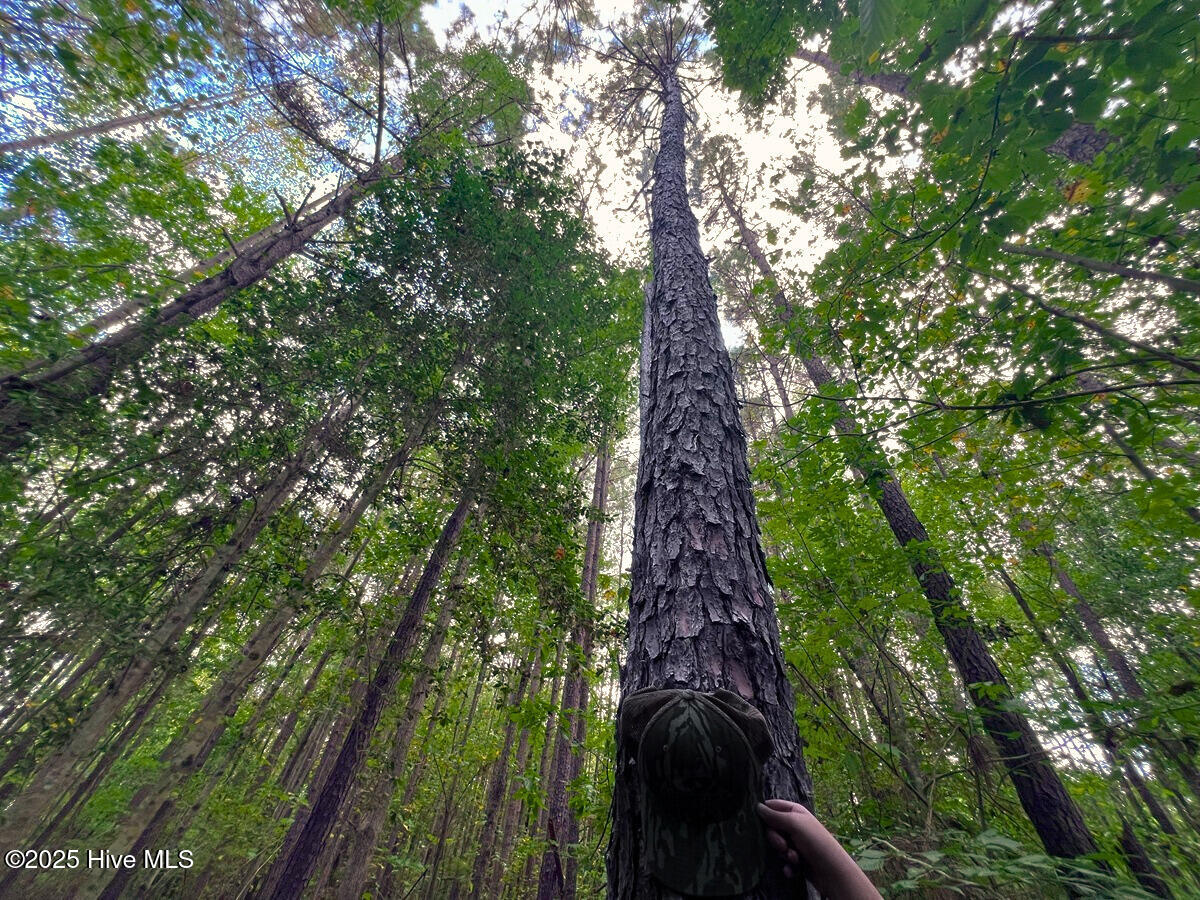 0 Old Lewis School Road Middlesex, NC 27557 - Photo 11 of 36 11. a Unbranded