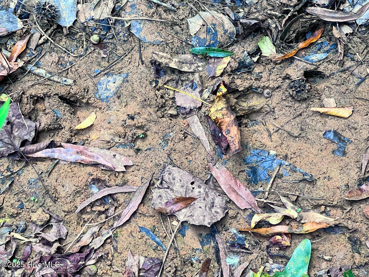 0 Old Lewis School Road Middlesex, NC 27557 - Photo 17 of 36 17. Whitetail Tracks