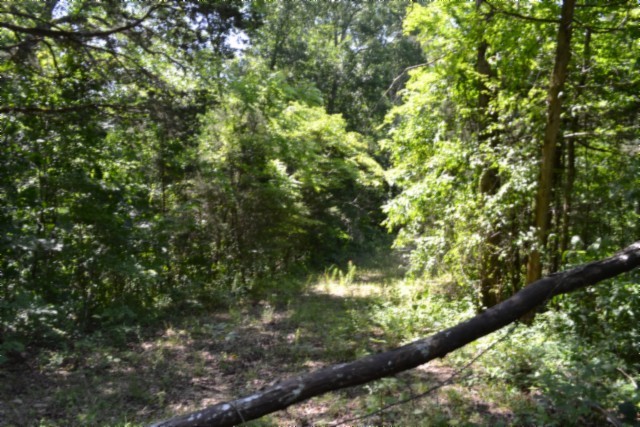 0 Beauchamp Road Burkesville, KY 42717 - Photo 21 of 41