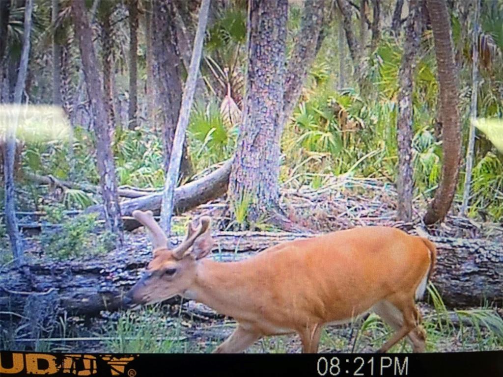 0 Southeast Bee Tree Road Inglis, FL 34449 - Photo 7 of 12 Gallery Image 7