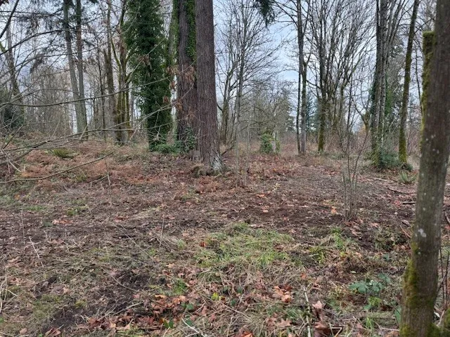a view of a forest with trees in the background