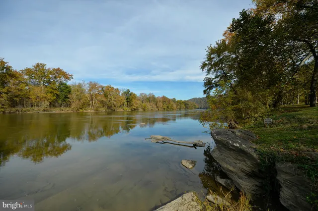 a view of a forest with trees in the background