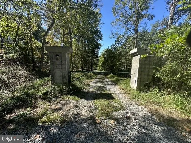 a view of a yard with plants and large trees