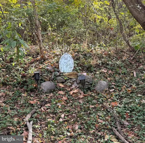 a picture of flowers