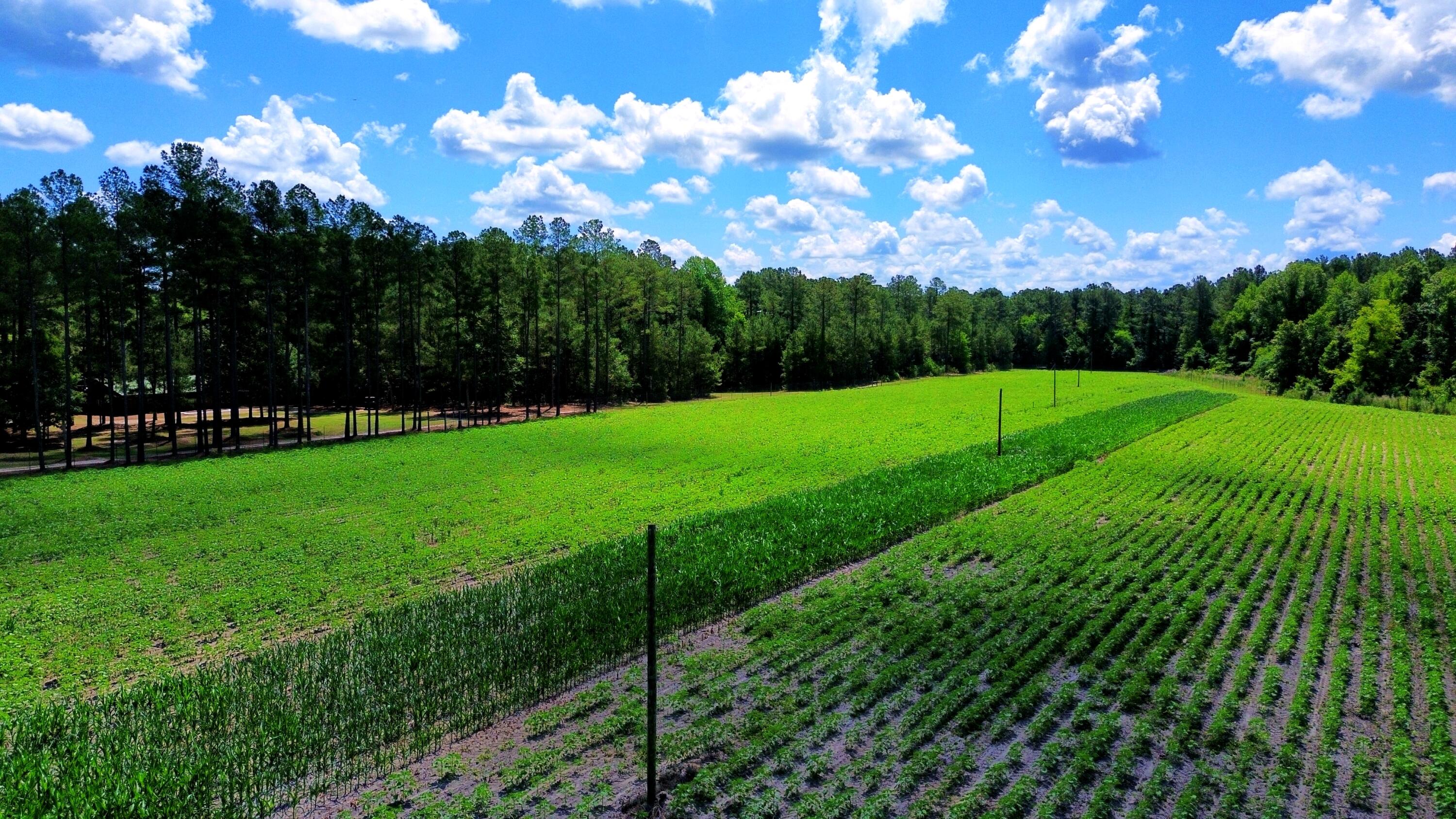 1970 Cross Swamp Road Islandton, SC 29929 - Photo 52 of 150
