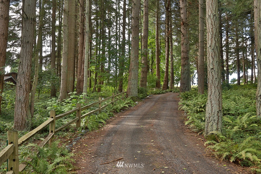 6924 Sills Road Clinton, WA 98236 - Photo 2 of 25 a view of a yard with plants and large trees