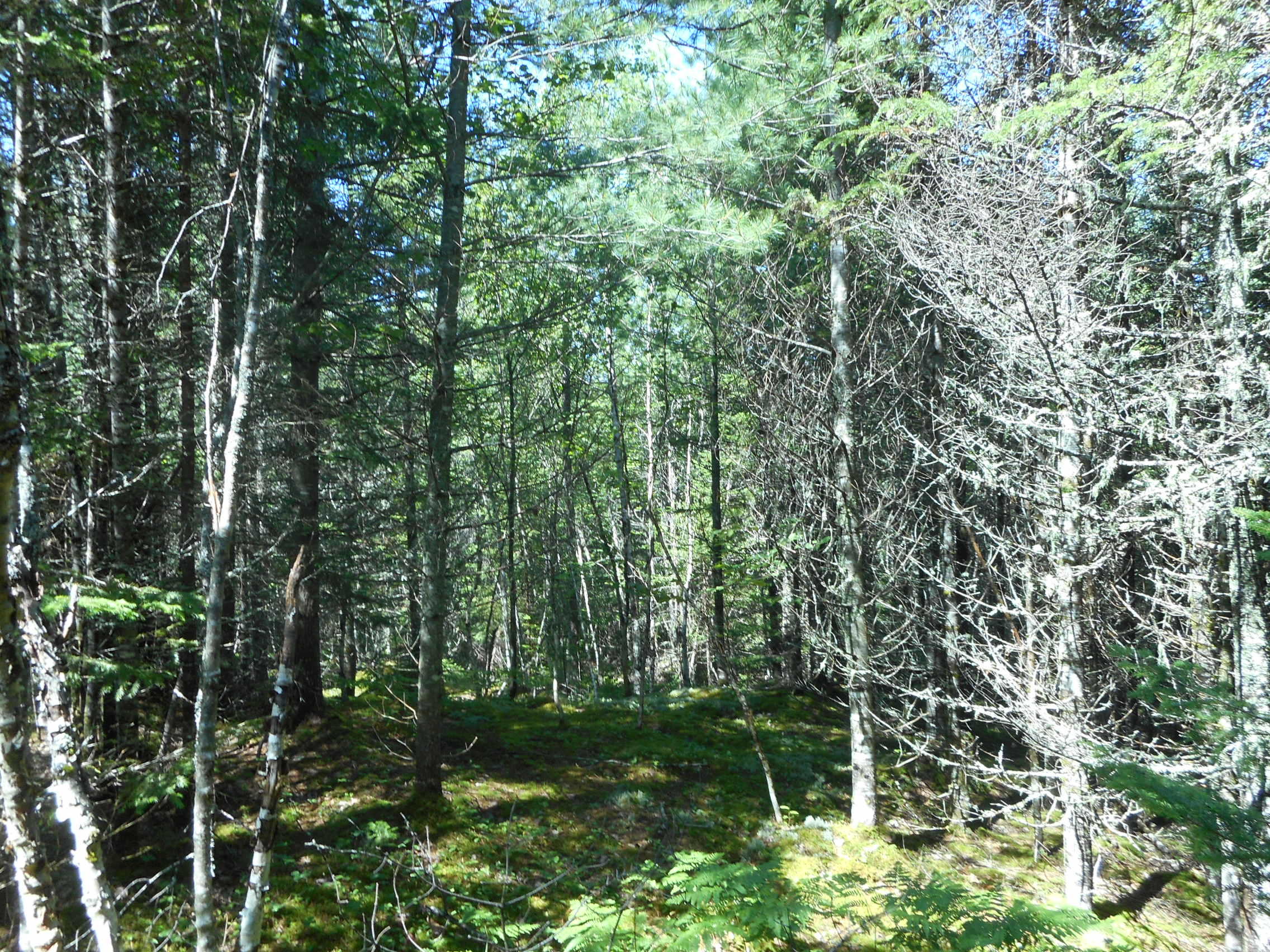 T7 R3 Nbpp Me 04487 Way Springfield, ME 04487 - Photo 3 of 6 DSCN2570