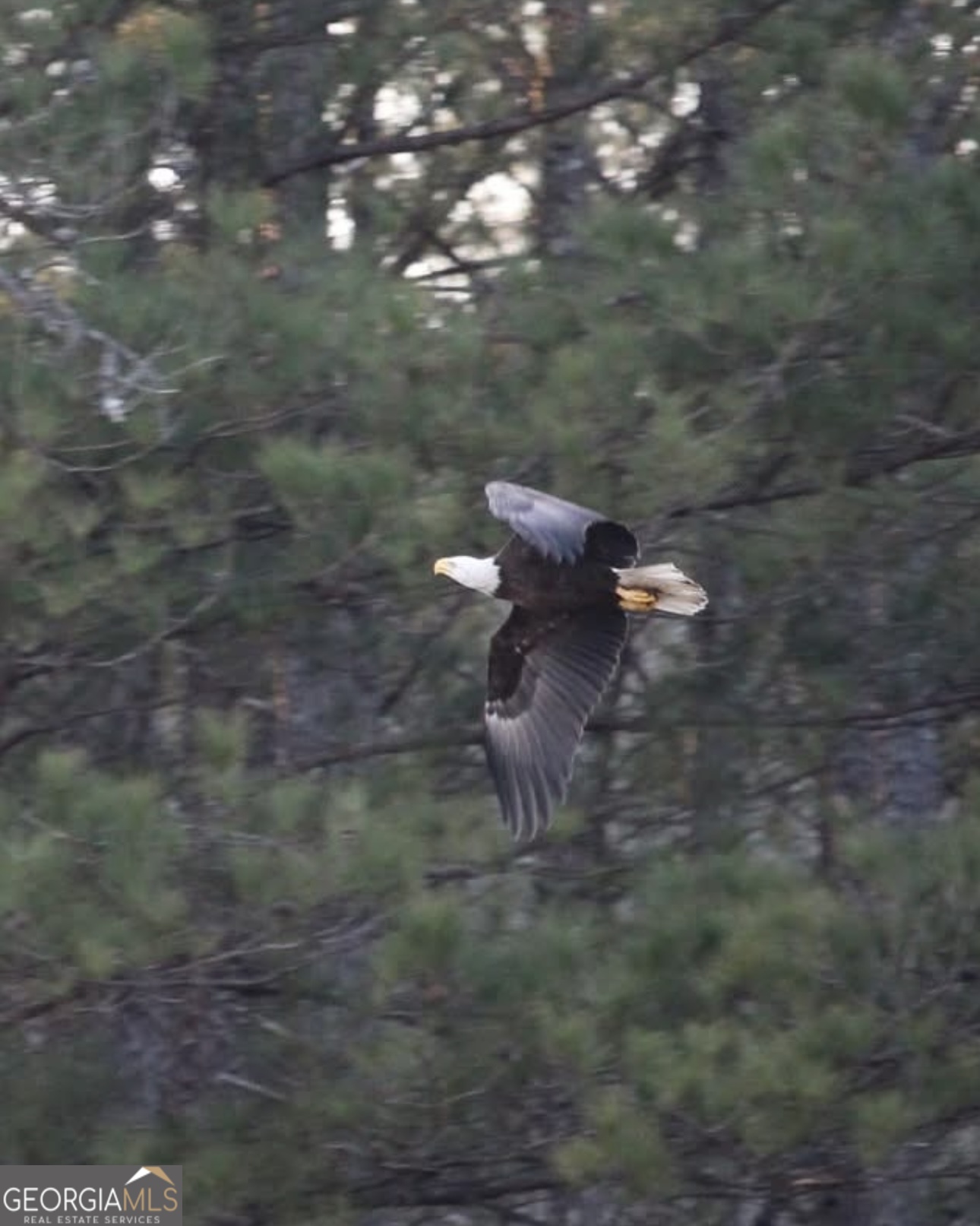 1448 Bohannon Road Grantville, GA 30220 - Photo 58 of 61 Eagle that nests in the trees on the property