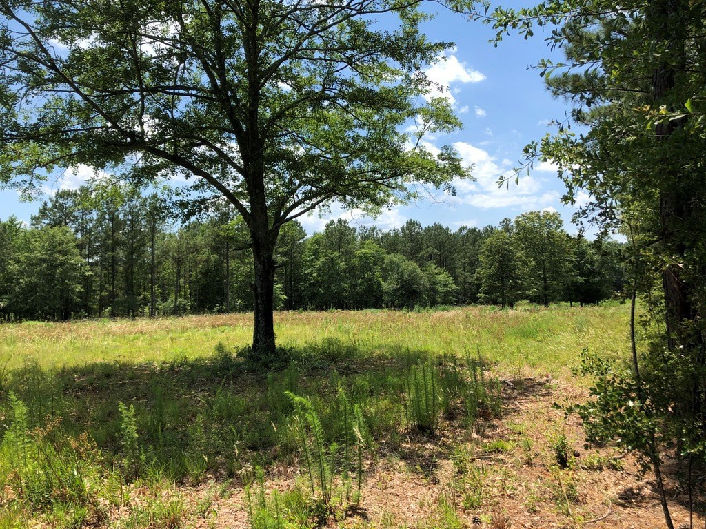 6.33-acres Implement Road Aiken, SC 29803 - Photo 6 of 18
