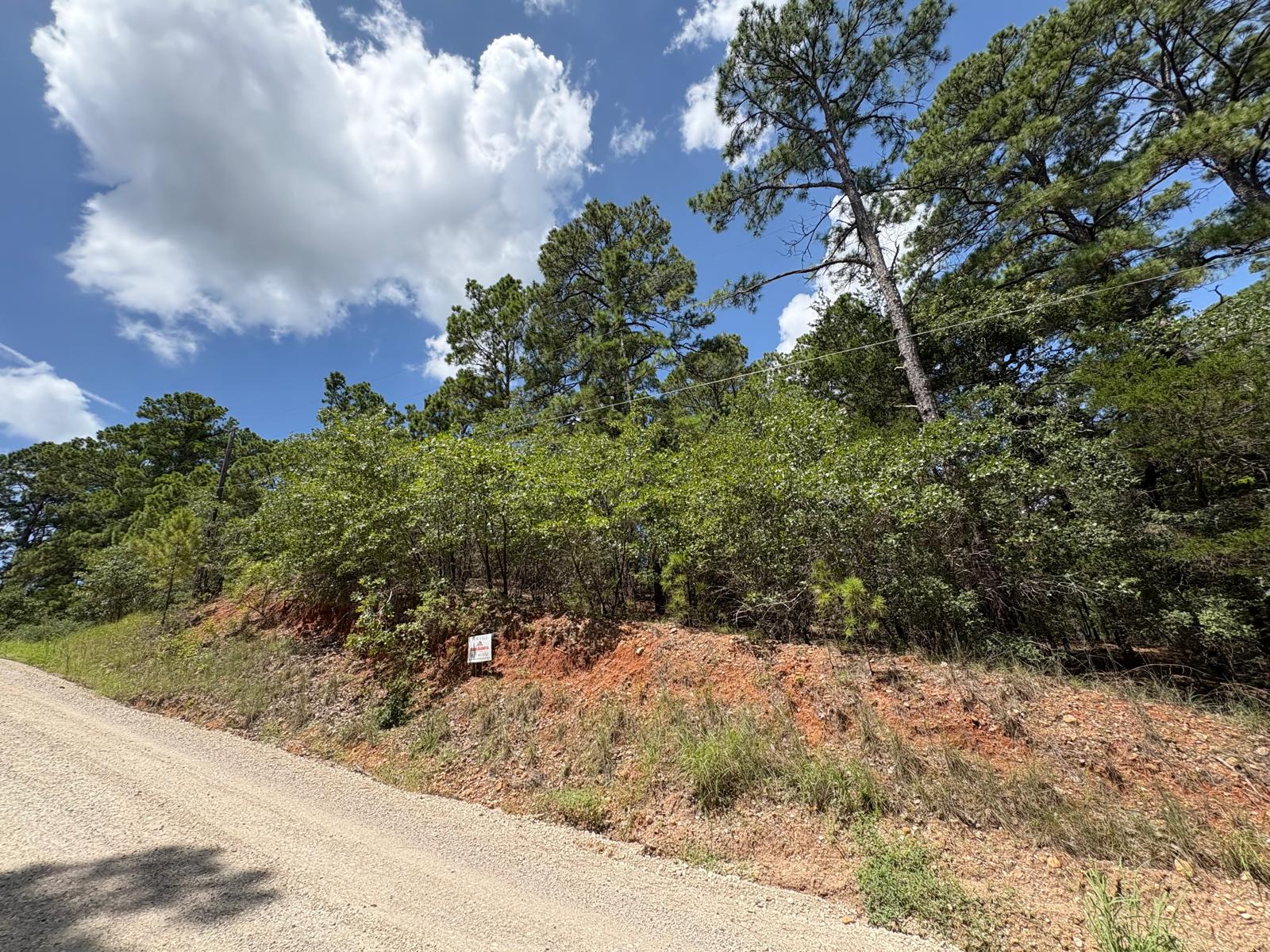 a view of a bunch of trees and bushes