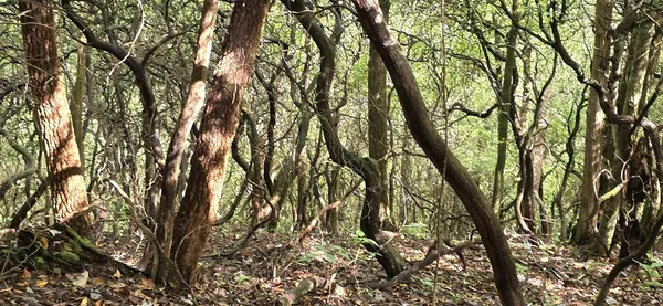 a backyard of a house with lots of trees