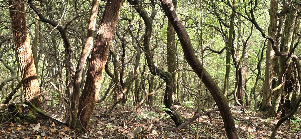 595 Horton Road Murphy, NC 28906 - Photo 11 of 11 SLOPING LAND