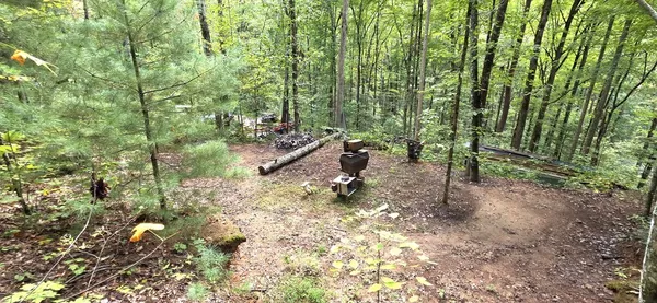 a view of a forest with trees in the background