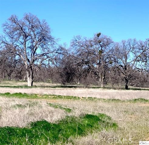 0 Monroe Street Red Bluff, CA 96080 - Photo 13 of 13 a view of a yard with a tree