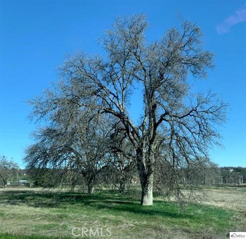 0 Monroe Street Red Bluff, CA 96080 - Photo 9 of 13 a view of a park with large trees