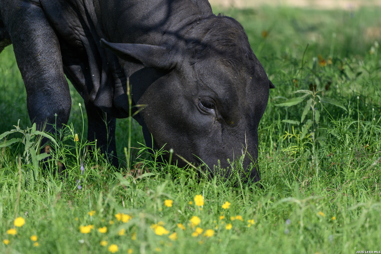 0 Clearwater Ranches 6 Comfort, TX 78013 - Photo 3 of 15