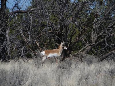 0 12 Acres South Rim Ranch Williams, AZ 86046 - Photo 3 of 4 Additional Photo