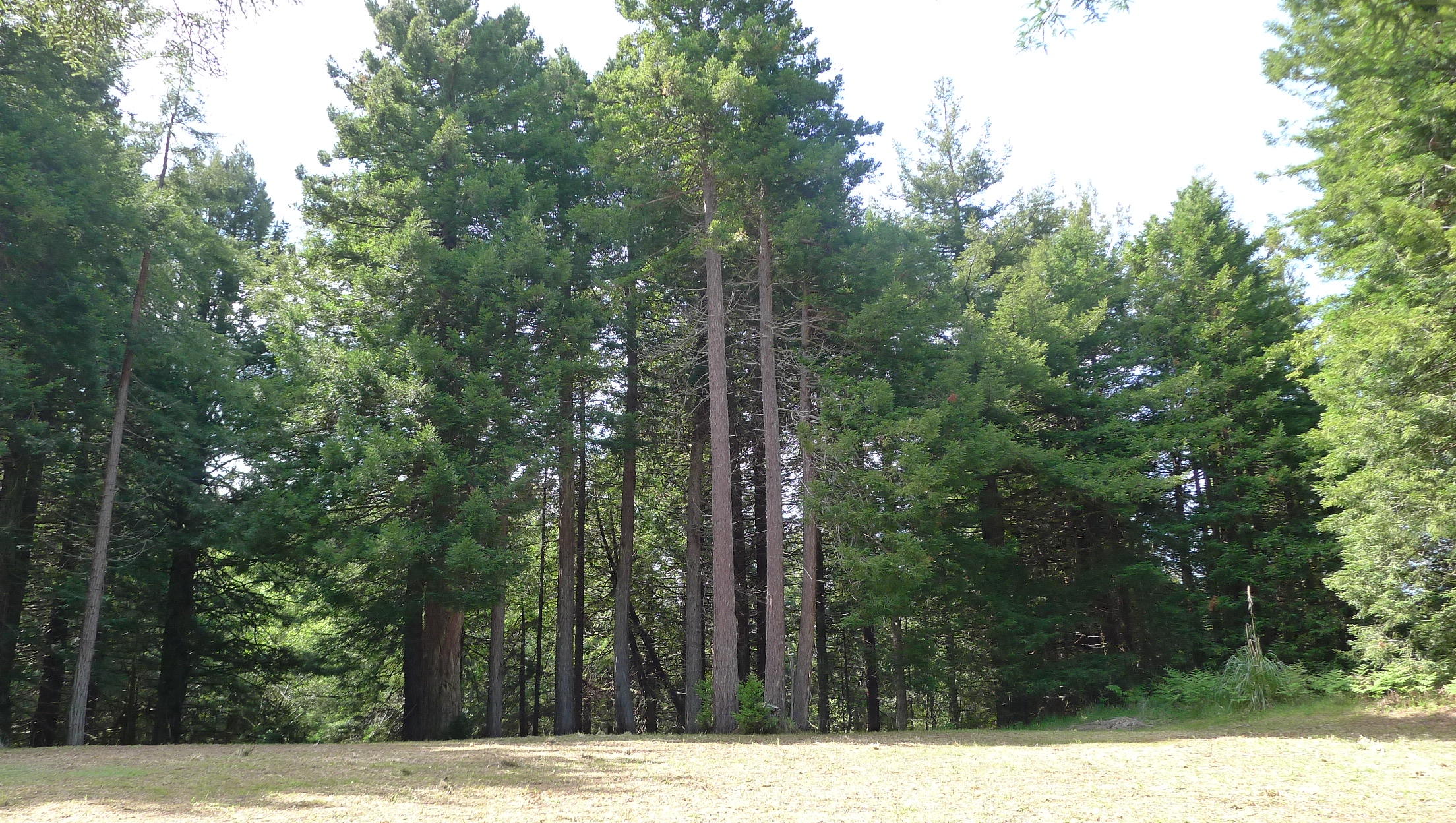 120 May Road Eureka, CA 95503 - Photo 13 of 22 tall trees