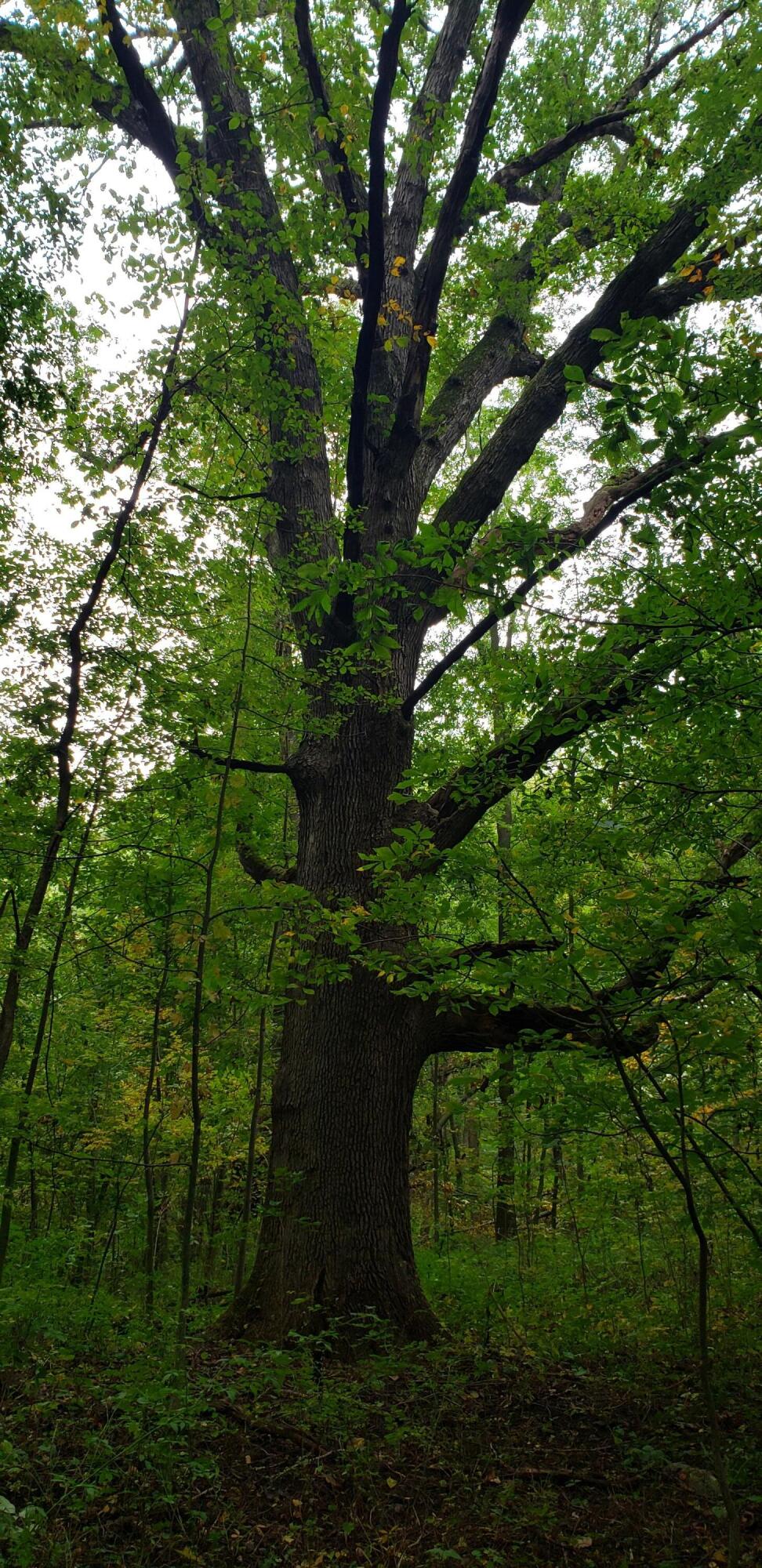 800 East Bristol Road Delton, MI 49046 - Photo 2 of 7 Bristol Hardwoods and wooded area