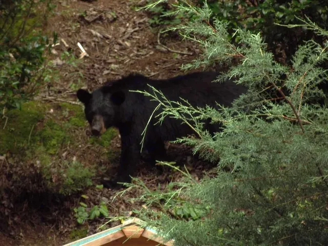 $355,000 | 438 East Price Creek Road, Jasper, GA 30143