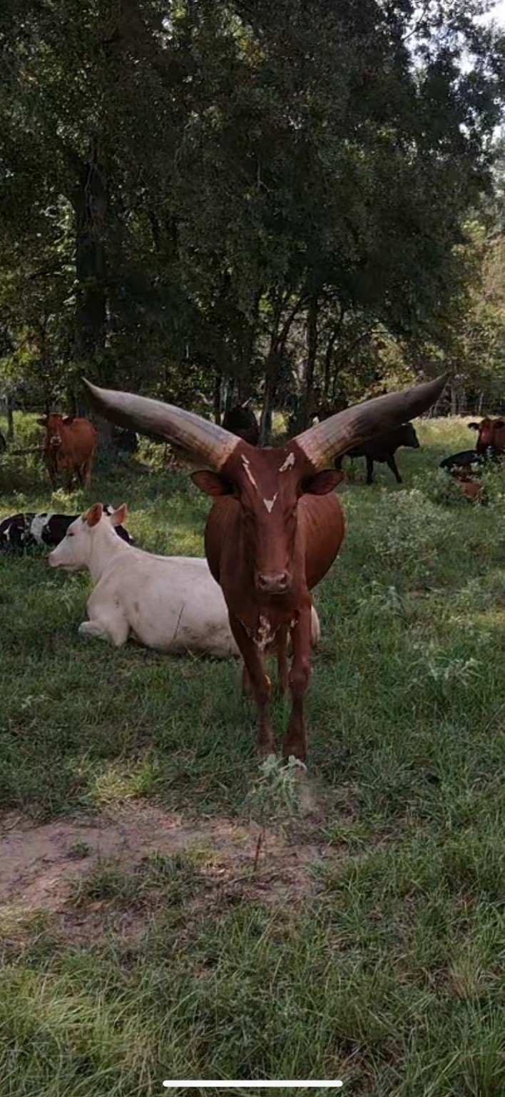 Tbd Mellman Road Hempstead, TX 77445 - Photo 14 of 14