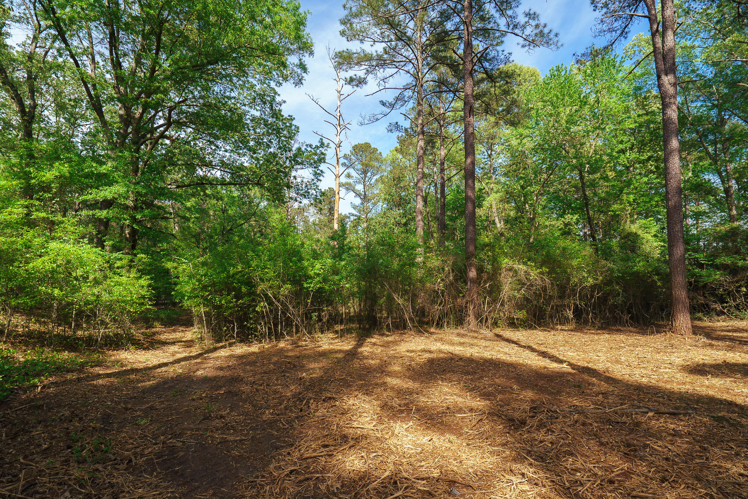 Lot 3 Banks Mill Road Southeast Aiken, SC 29803 - Photo 6 of 42