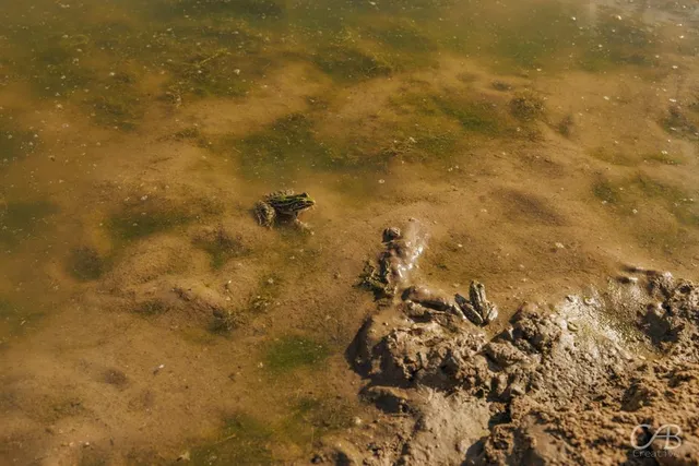 a view of a small yard