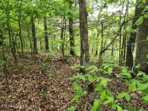 $39,900 | Lot 6 Forest Trails Lane, Celina, TN 38551