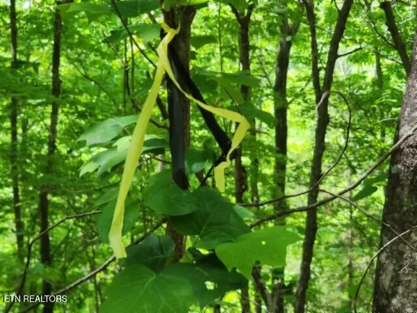 $39,900 | Lot 6 Forest Trails Lane, Celina, TN 38551