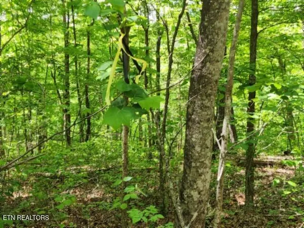 $39,900 | Lot 6 Forest Trails Lane, Celina, TN 38551