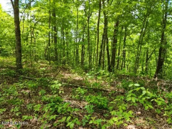 $39,900 | Lot 6 Forest Trails Lane, Celina, TN 38551