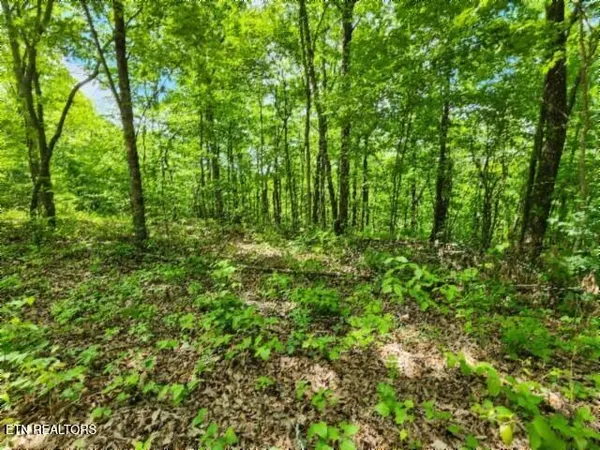 $39,900 | Lot 6 Forest Trails Lane, Celina, TN 38551