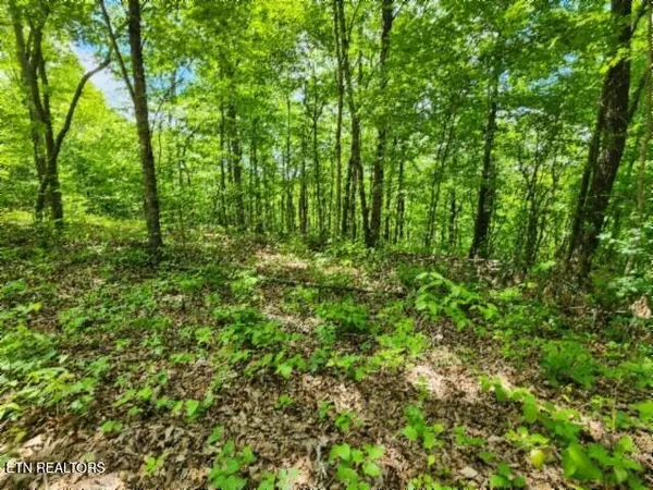 $39,900 | Lot 6 Forest Trails Lane, Celina, TN 38551