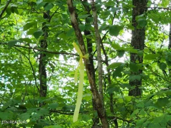 $39,900 | Lot 6 Forest Trails Lane, Celina, TN 38551
