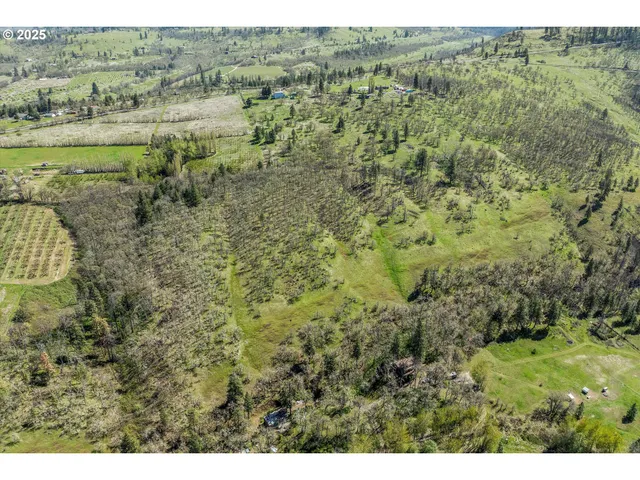 a view of a lush green forest with lots of trees