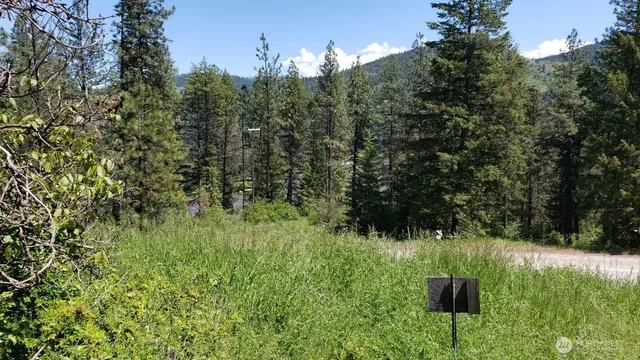 a view of a lush green forest with lots of trees in the background